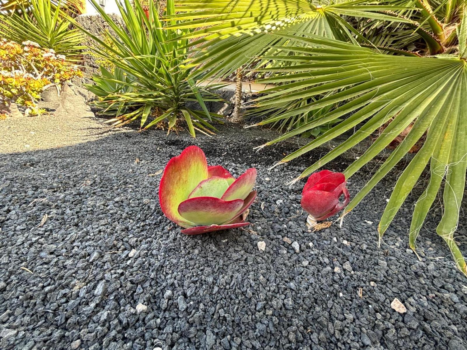 Villa Adel 56, Private Heated Pool, Parking 普拉亚布兰卡 外观 照片